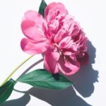 1輪の幸運の花
